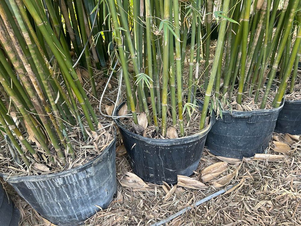 bambusa-textilis-gracilis-graceful-bamboo-weaver-s-bamboo