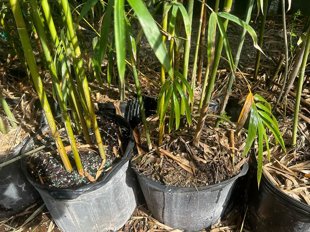 bambusa-textilis-gracilis-graceful-bamboo-weaver-s-bamboo