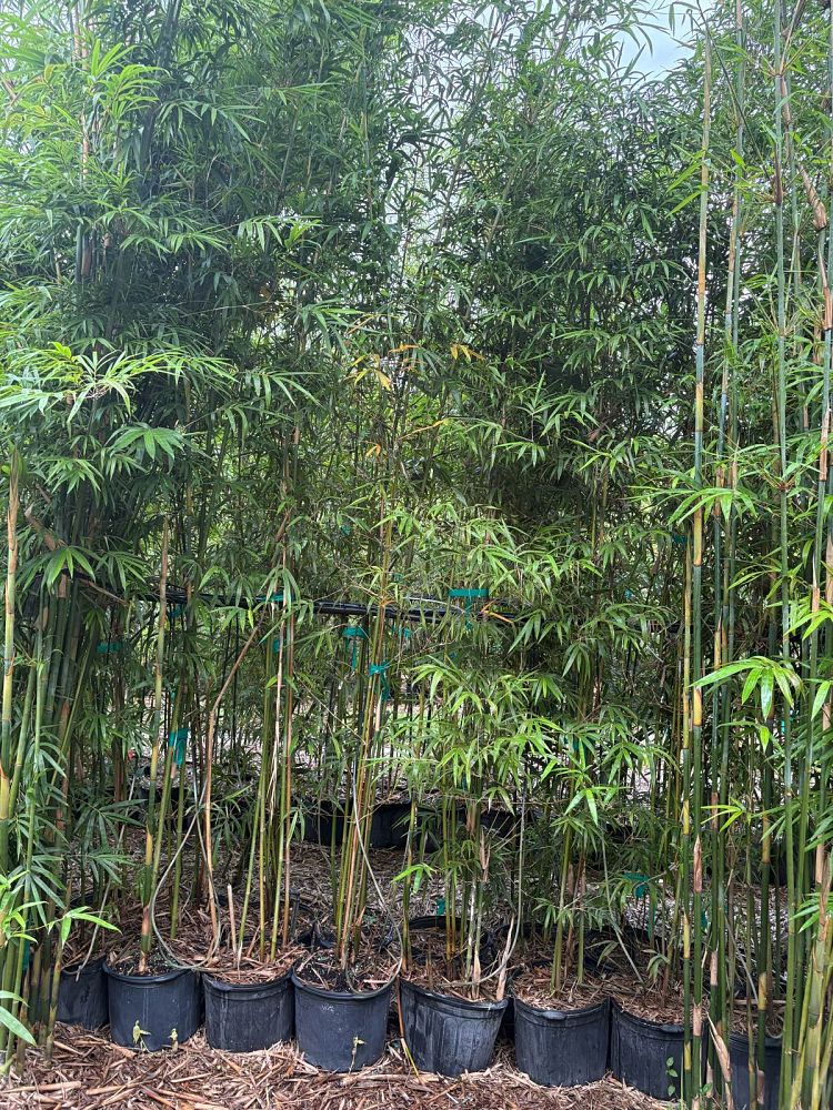 bambusa-textilis-gracilis-graceful-bamboo-weaver-s-bamboo