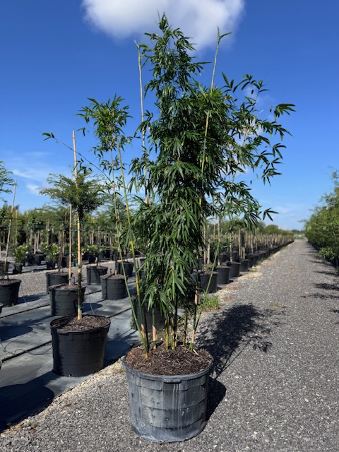 bambusa-textilis-gracilis-graceful-bamboo-weaver-s-bamboo