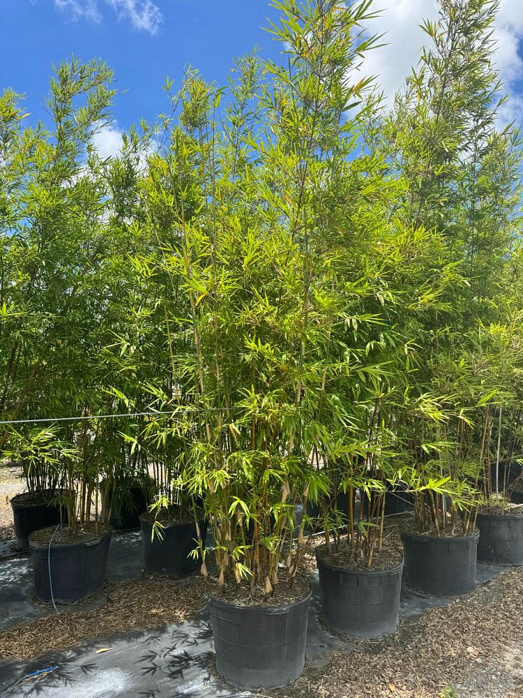 bambusa-textilis-gracilis-graceful-bamboo-weaver-s-bamboo