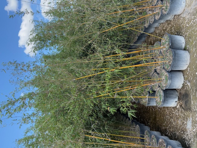 bambusa-textilis-gracilis-graceful-bamboo-weaver-s-bamboo