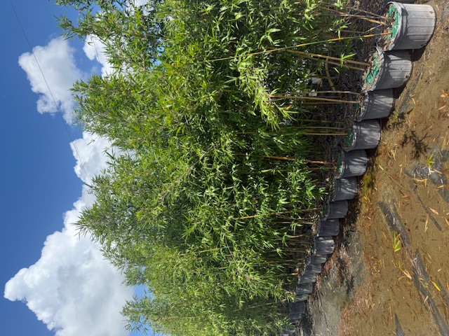 bambusa-textilis-gracilis-graceful-bamboo-weaver-s-bamboo