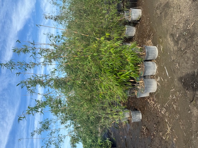 bambusa-textilis-gracilis-graceful-bamboo-weaver-s-bamboo