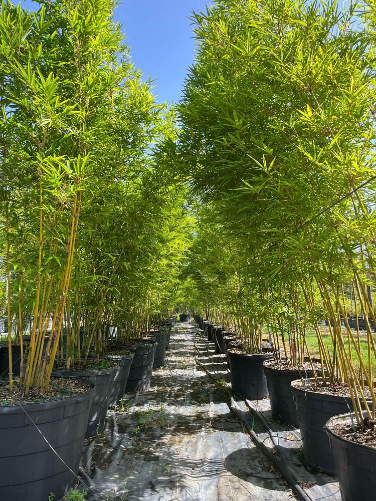 bambusa-textilis-gracilis-graceful-bamboo-weaver-s-bamboo