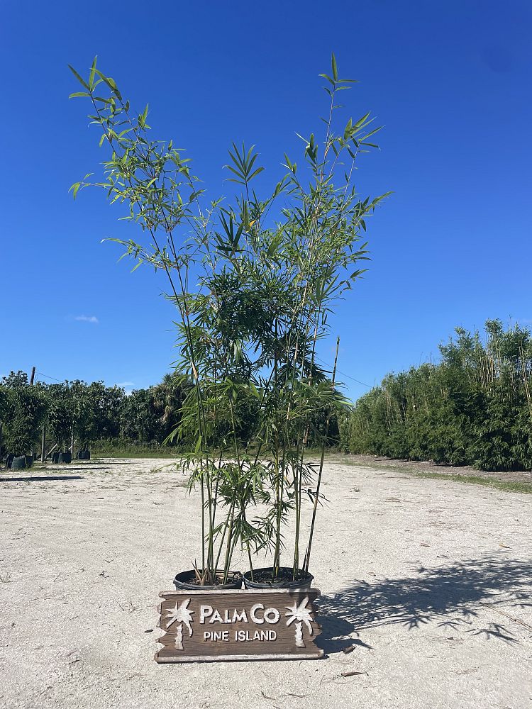 bambusa-textilis-gracilis-graceful-bamboo-weaver-s-bamboo