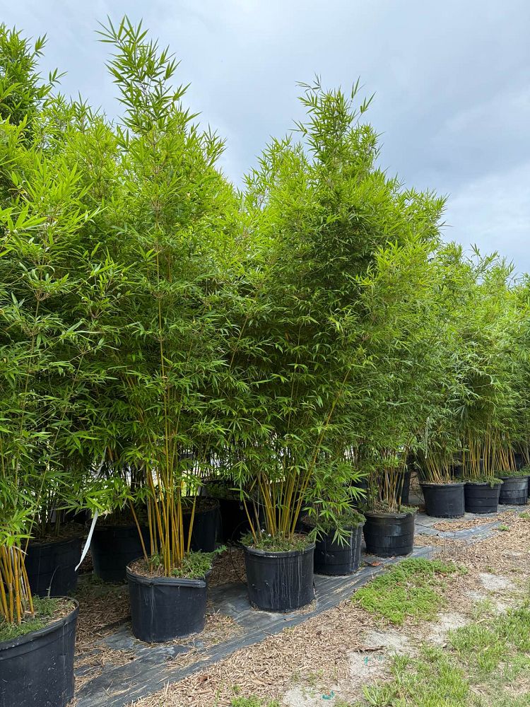 bambusa-textilis-gracilis-graceful-bamboo-weaver-s-bamboo