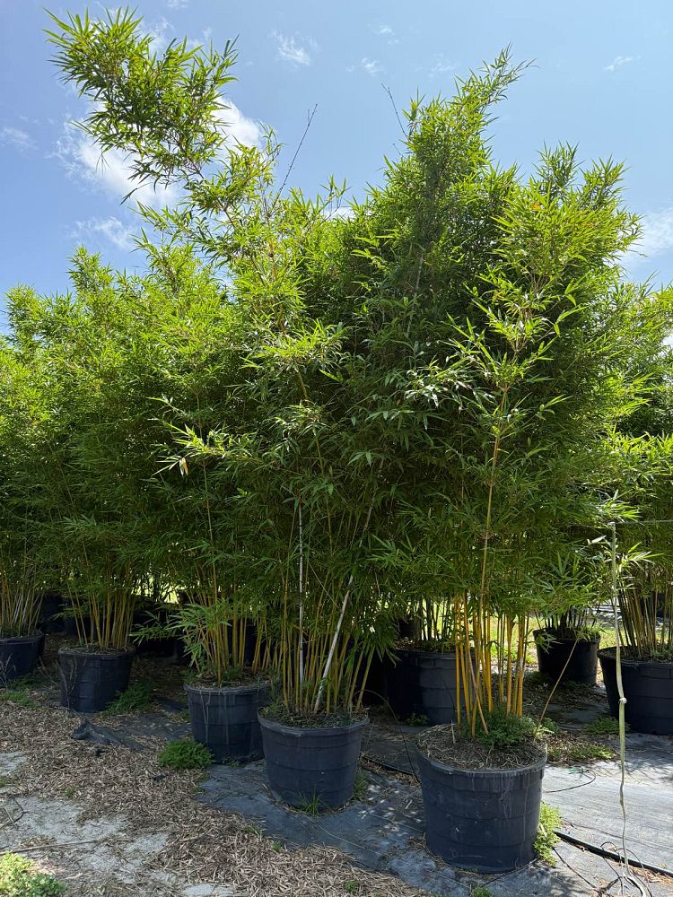 bambusa-textilis-gracilis-graceful-bamboo-weaver-s-bamboo