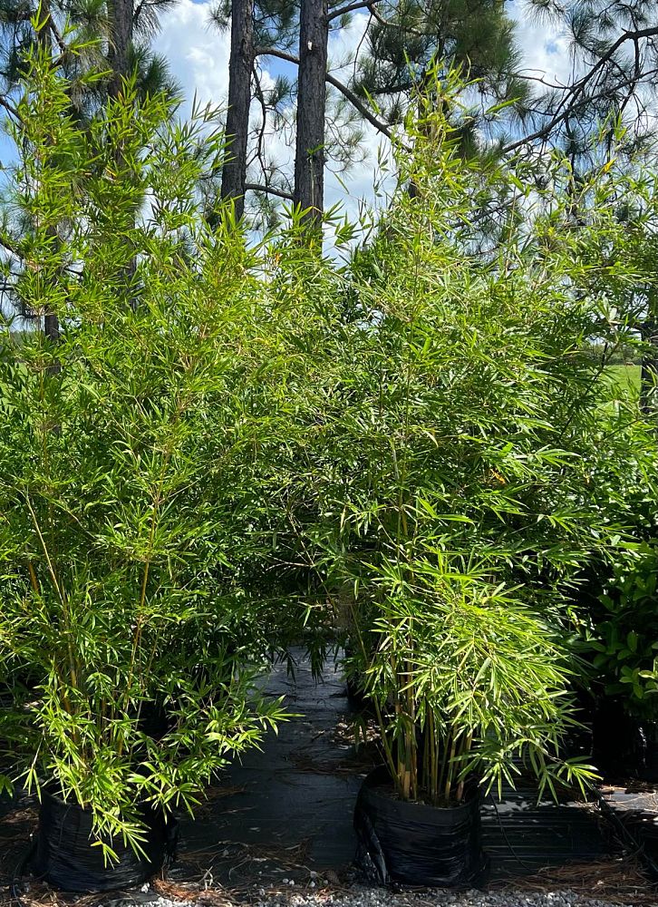 bambusa-textilis-gracilis-graceful-bamboo-weaver-s-bamboo
