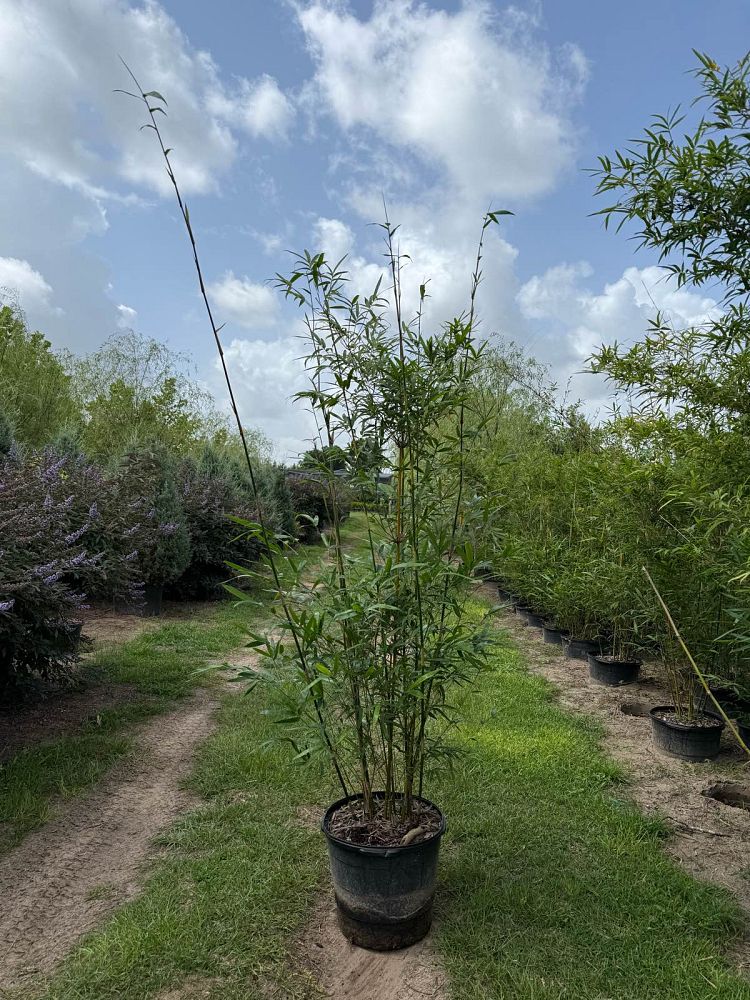 bambusa-textilis-gracilis-graceful-bamboo-weaver-s-bamboo