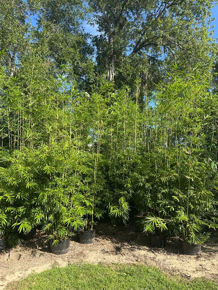bambusa-textilis-gracilis-graceful-bamboo-weaver-s-bamboo