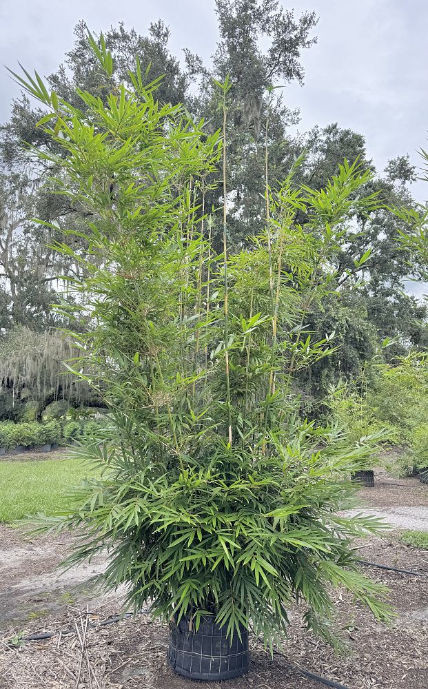bambusa-textilis-gracilis-graceful-bamboo-weaver-s-bamboo