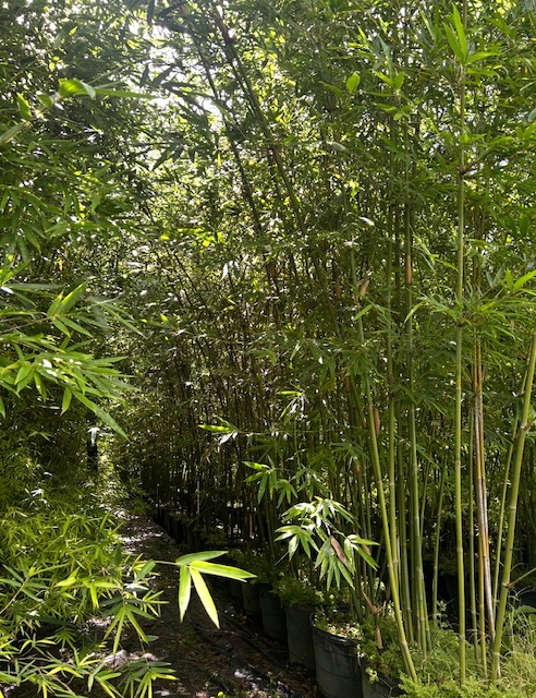 bambusa-textilis-gracilis-graceful-bamboo-weaver-s-bamboo