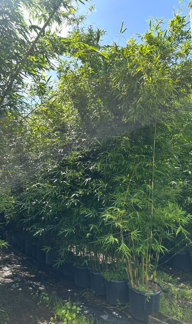 bambusa-textilis-gracilis-graceful-bamboo-weaver-s-bamboo