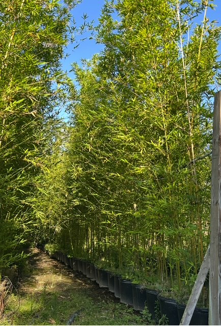 bambusa-textilis-gracilis-graceful-bamboo-weaver-s-bamboo