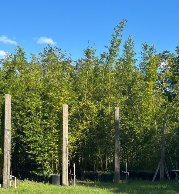bambusa-textilis-gracilis-graceful-bamboo-weaver-s-bamboo