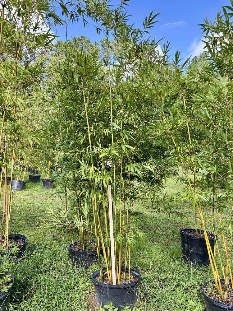bambusa-textilis-gracilis-graceful-bamboo-weaver-s-bamboo