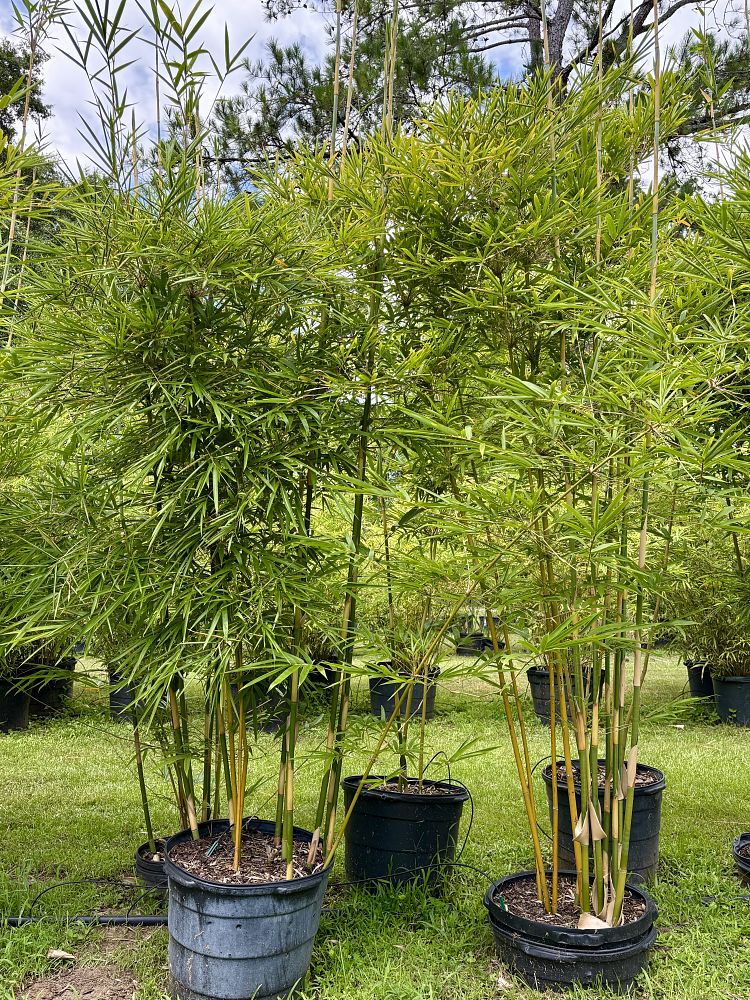 bambusa-textilis-gracilis-graceful-bamboo-weaver-s-bamboo