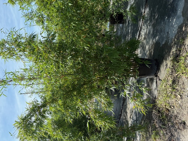 bambusa-textilis-gracilis-graceful-bamboo-weaver-s-bamboo