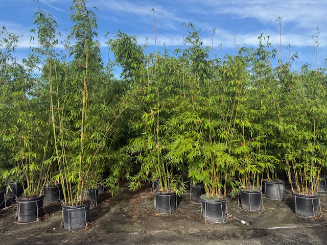 bambusa-textilis-gracilis-graceful-bamboo-weaver-s-bamboo