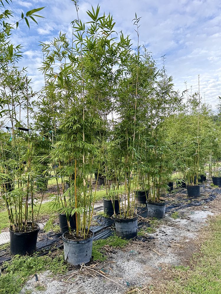 bambusa-textilis-gracilis-graceful-bamboo-weaver-s-bamboo