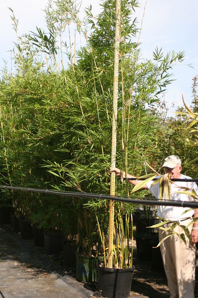 bambusa-textilis-kanapaha-graceful-bamboo-weaver-s-bamboo-bamboo-wong-chuk