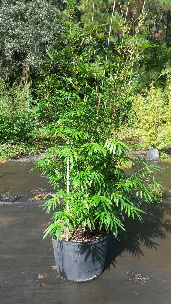 bambusa-textilis-kanapaha-graceful-bamboo-weaver-s-bamboo-bamboo-wong-chuk