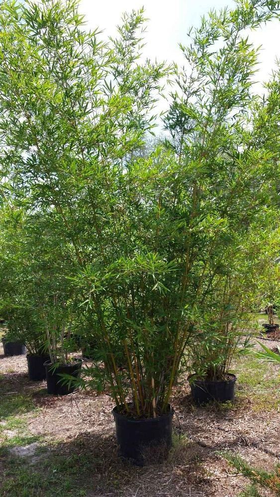 bambusa-textilis-kanapaha-graceful-bamboo-weaver-s-bamboo-bamboo-wong-chuk