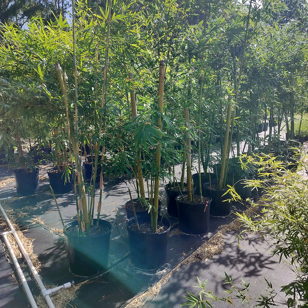 bambusa-textilis-kanapaha-graceful-bamboo-weaver-s-bamboo-bamboo-wong-chuk
