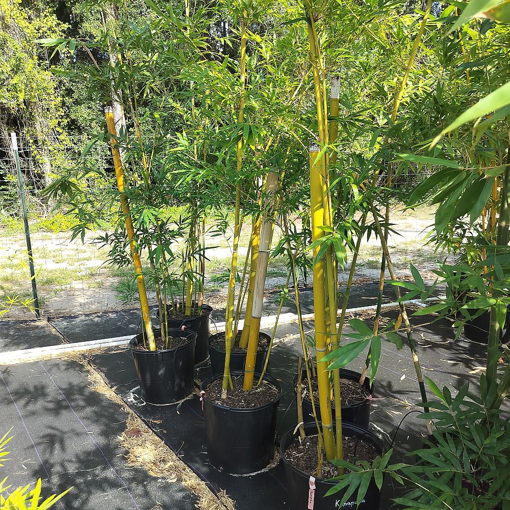 bambusa-textilis-kanapaha-graceful-bamboo-weaver-s-bamboo-bamboo-wong-chuk