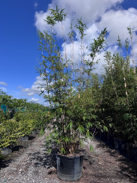 bambusa-textilis-maculata-graceful-bamboo-weaver-s-bamboo