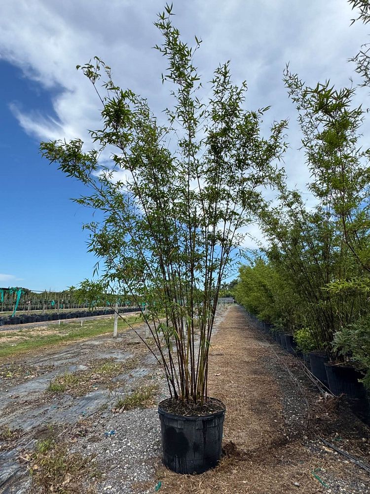 bambusa-textilis-maculata-graceful-bamboo-weaver-s-bamboo