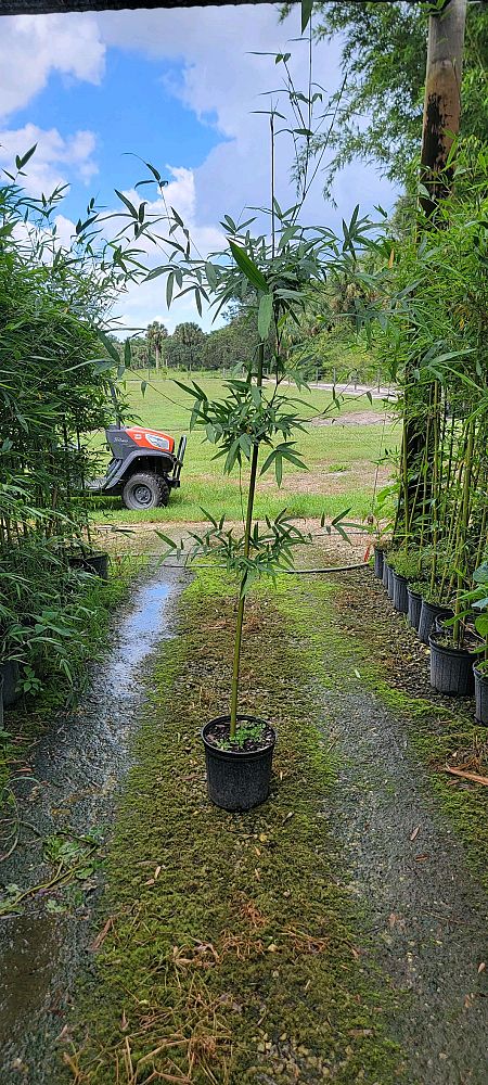 New Shoots Bamboo Nursery | plantANT.com