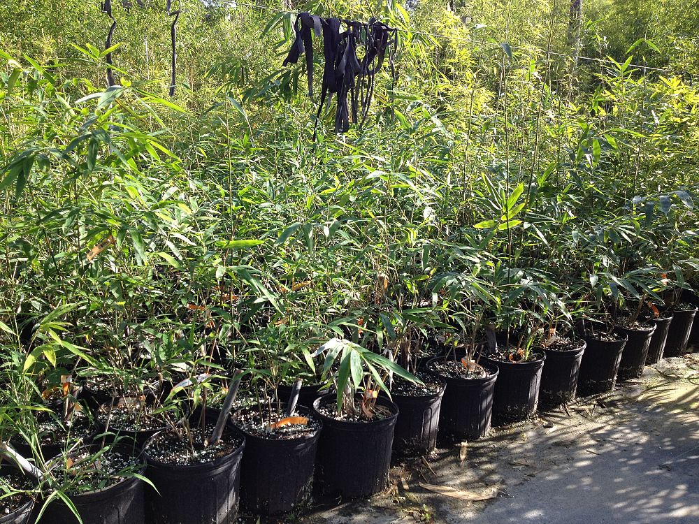bambusa-textilis-mutabilis-emerald-bamboo