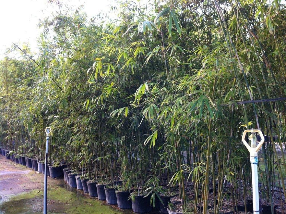 bambusa-textilis-mutabilis-emerald-bamboo