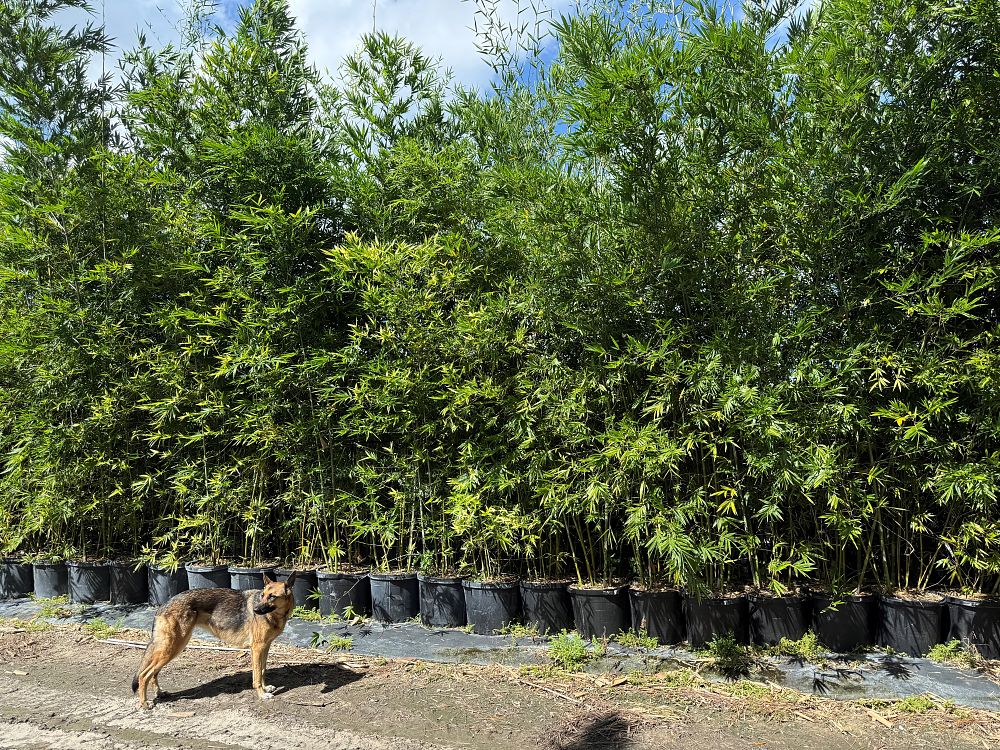 bambusa-textilis-mutabilis-emerald-bamboo