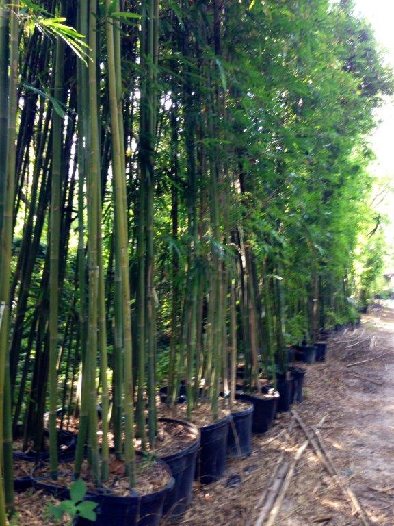 bambusa-textilis-mutabilis-emerald-bamboo