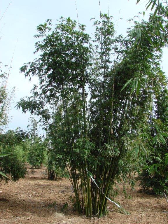 bambusa-textilis-mutabilis-emerald-bamboo