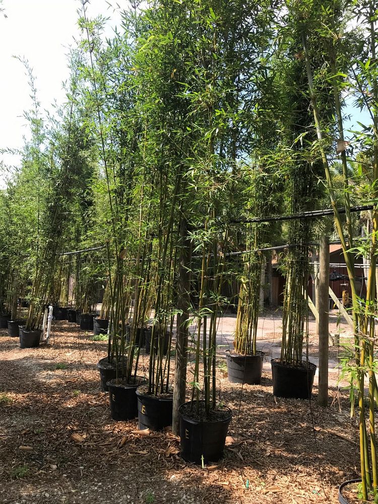 bambusa-textilis-mutabilis-emerald-bamboo