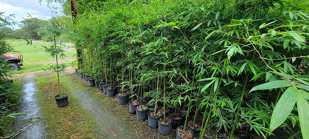 bambusa-textilis-mutabilis-emerald-bamboo