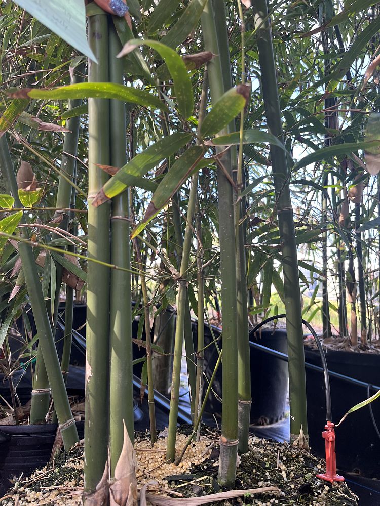 bambusa-textilis-mutabilis-emerald-bamboo