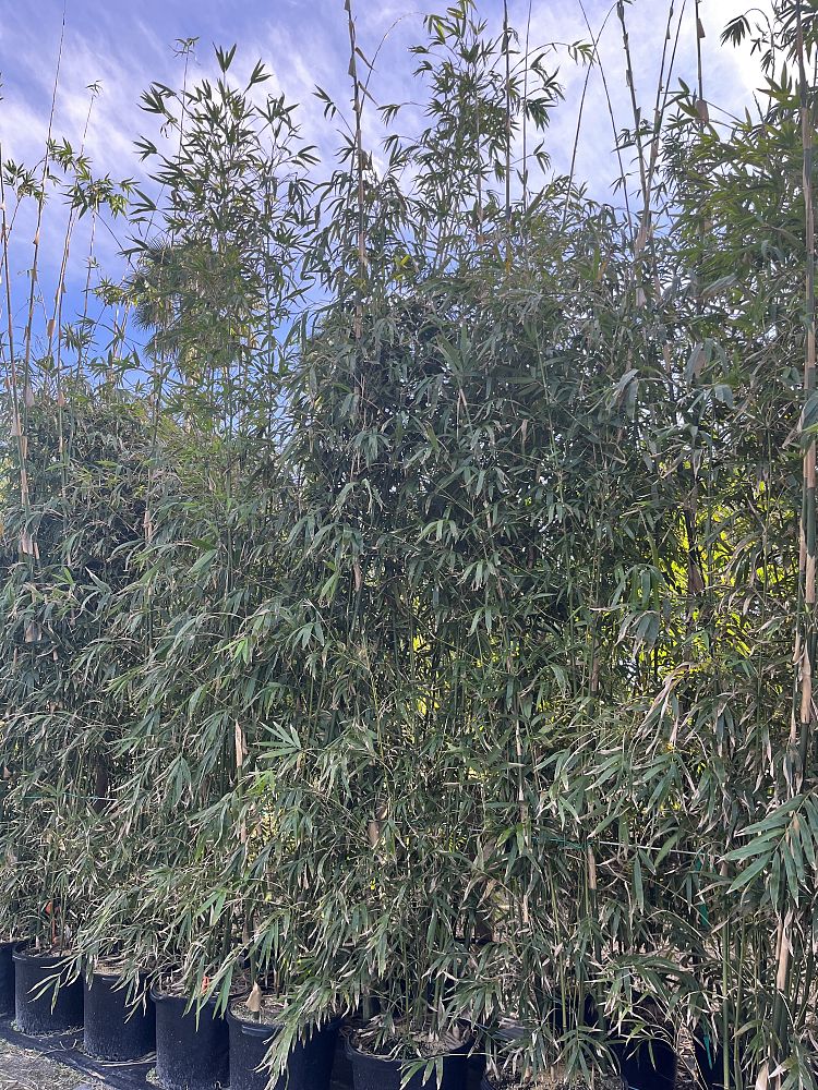 bambusa-textilis-mutabilis-emerald-bamboo