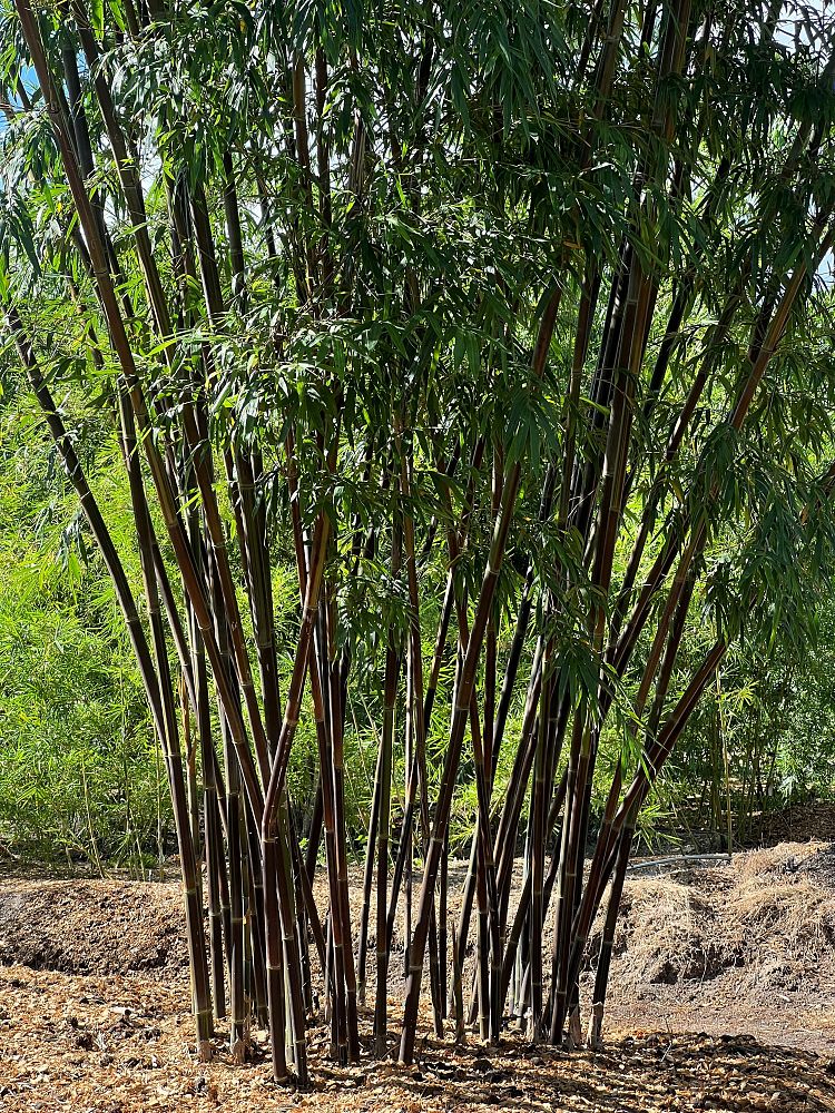 bambusa-textilis-purpurascens-graceful-bamboo-black-weaver-s-bamboo-black