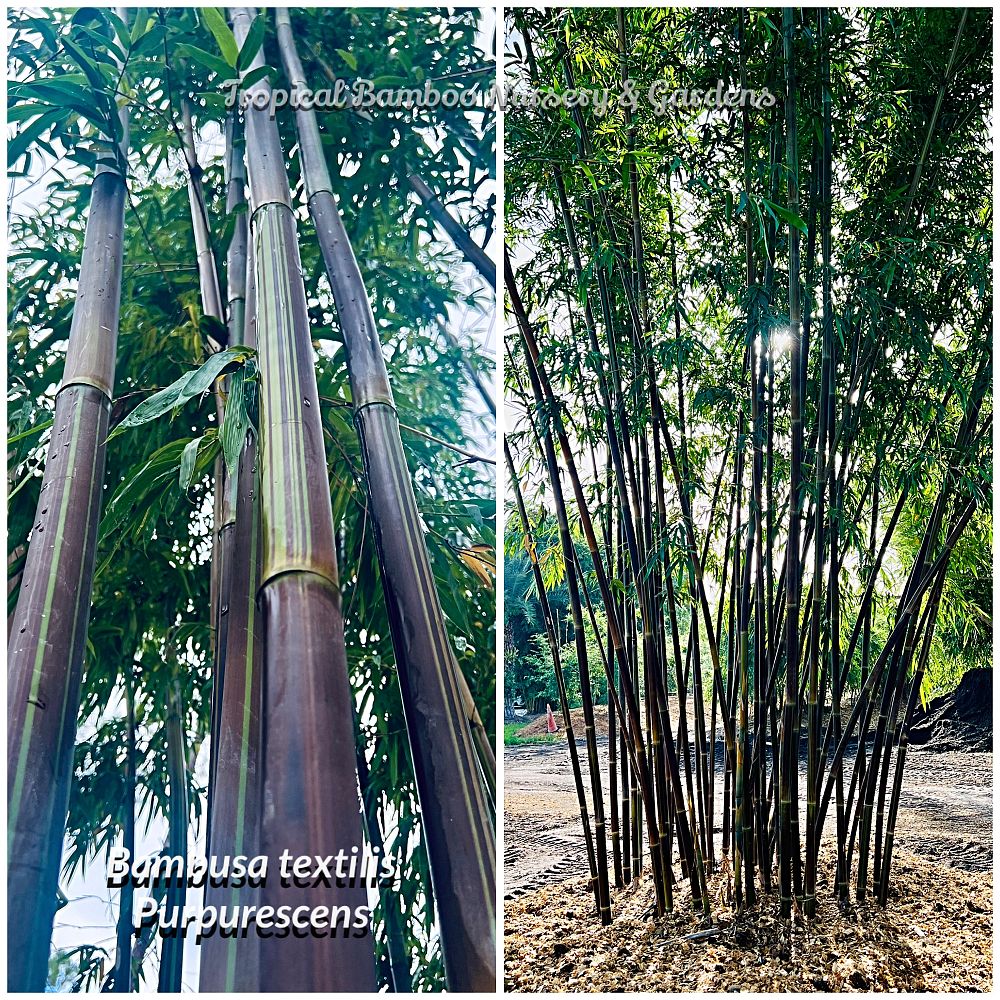 bambusa-textilis-purpurascens-graceful-bamboo-black-weaver-s-bamboo-black
