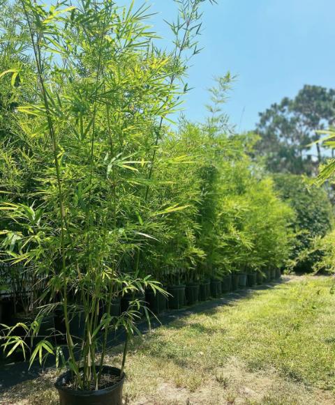bambusa-textilis-rg-dwarf-weaver-s-bamboo