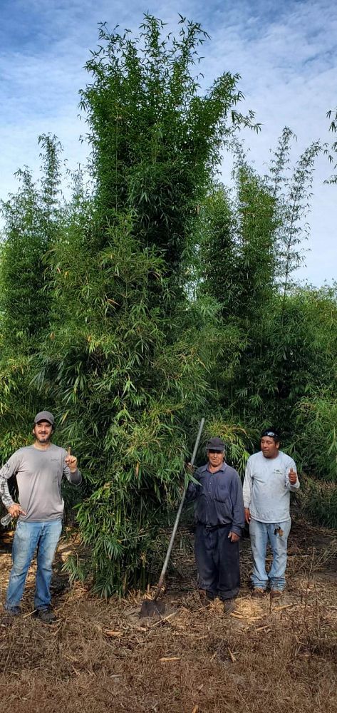 bambusa-textilis-weaver-s-bamboo