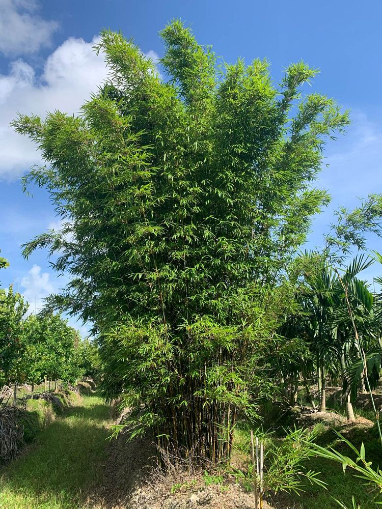 bambusa-textilis-weaver-s-bamboo