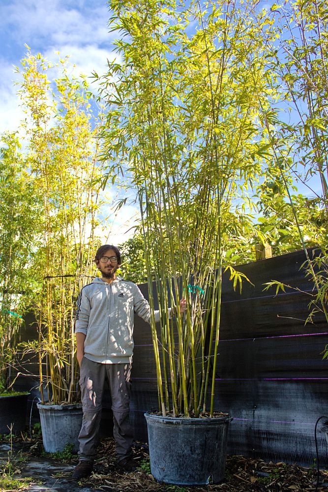 bambusa-textilis-weaver-s-bamboo