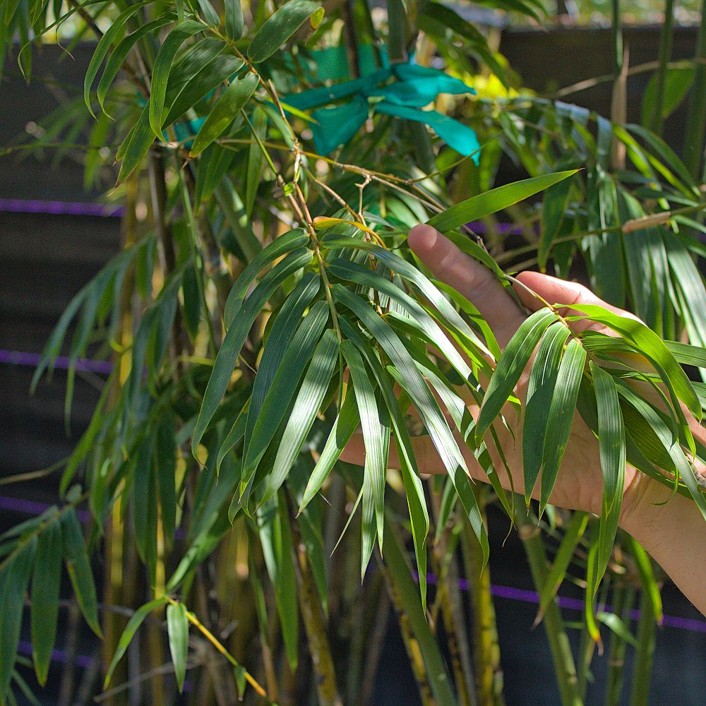 bambusa-textilis-weaver-s-bamboo