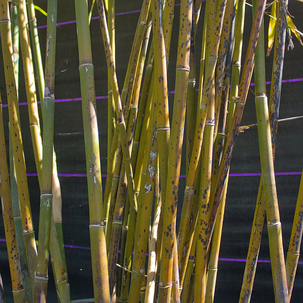 bambusa-textilis-weaver-s-bamboo